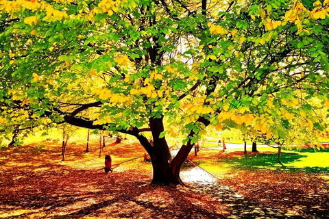 Hobart Half-Day Sightseeing Coach Tram Tour - Accommodation Rockhampton 3