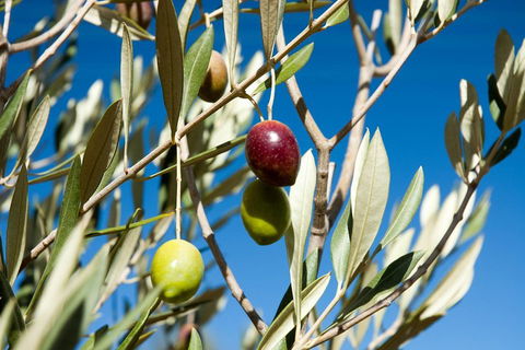 Fine Flavours - Full Day Kangaroo Island Food & Wine Tour - Accommodation Rockhampton 4