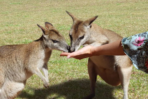 Kuranda Rainforestation & Kuranda Scenic Rail - Accommodation Rockhampton 4