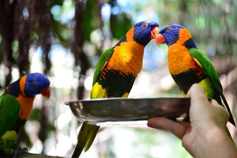 Wildlife Habitat Port Douglas - Accommodation Rockhampton 0