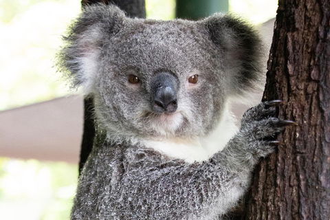 Wildlife Habitat Port Douglas - Accommodation Rockhampton 1