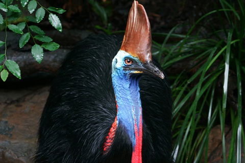 Wildlife Habitat Port Douglas - Accommodation Rockhampton 3