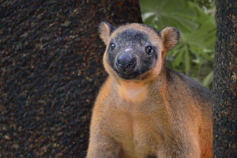 Wildlife Habitat Port Douglas - Accommodation Rockhampton 5