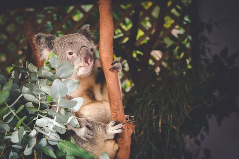 Small-Group Blue Mountains Day Trip From Sydney With Wildlife Park - Accommodation Rockhampton 2