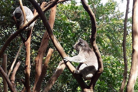 Small-Group Blue Mountains Tour With Bush Walks And Featherdale Wildlife Park - Accommodation Rockhampton 5