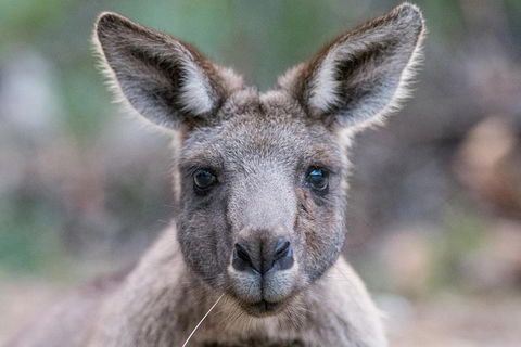 Great Ocean Road And Grampians 2 Day Short Break Escape From Melbourne - Accommodation Rockhampton 4