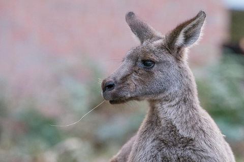 Grampians National Park With Kangaroos And MacKenzie Falls From Melbourne - Accommodation Rockhampton 0