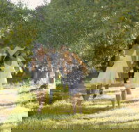 Yarra Valley Wine Tour with Local Harvest Tastings from Melbourne - Accommodation Rockhampton
