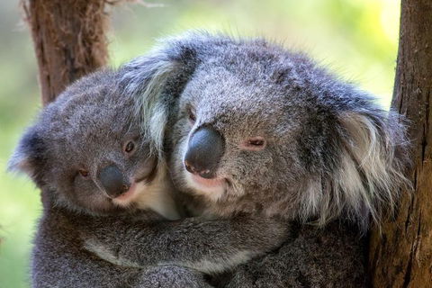 Healesville Sanctuary General Entry Ticket - Accommodation Rockhampton 0