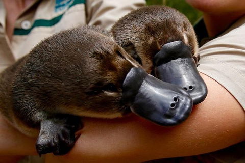 Healesville Sanctuary General Entry Ticket - Accommodation Rockhampton 1