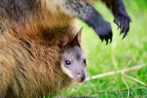 Healesville Sanctuary General Entry Ticket - Accommodation Rockhampton 2