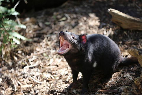 Healesville Sanctuary General Entry Ticket - Accommodation Rockhampton 3