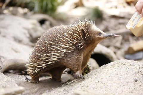 Healesville Sanctuary General Entry Ticket - Accommodation Rockhampton 4