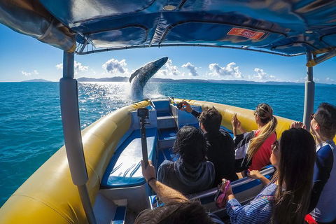 Ocean Rafting Tour To Whitehaven Beach, Hill Inlet Lookout & Top Snorkel Spots - Accommodation Rockhampton 4