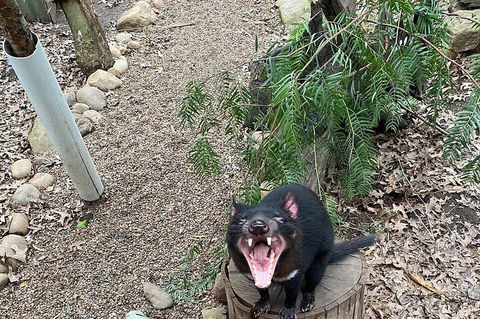 Featherdale Wildlife Park General Admission - Accommodation Rockhampton 1