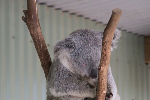 Featherdale Wildlife Park General Admission - Accommodation Rockhampton 3