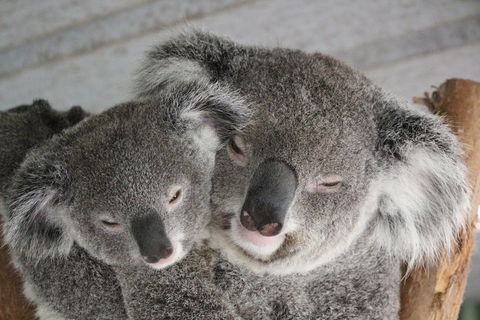 Featherdale Wildlife Park General Admission - Accommodation Rockhampton 4
