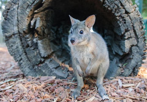 Featherdale Wildlife Park General Admission - Accommodation Rockhampton 5