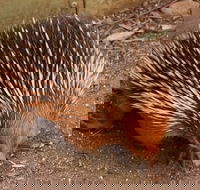 Puffing Billy And Healesville Sanctuary Scenic Tour - Accommodation Rockhampton