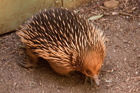 Puffing Billy And Healesville Sanctuary Scenic Tour - Accommodation Rockhampton 0