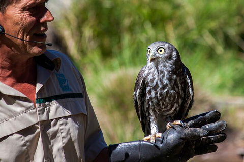 Puffing Billy And Healesville Sanctuary Scenic Tour - Accommodation Rockhampton 3