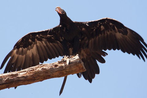 Puffing Billy And Healesville Sanctuary Scenic Tour - Accommodation Rockhampton 4