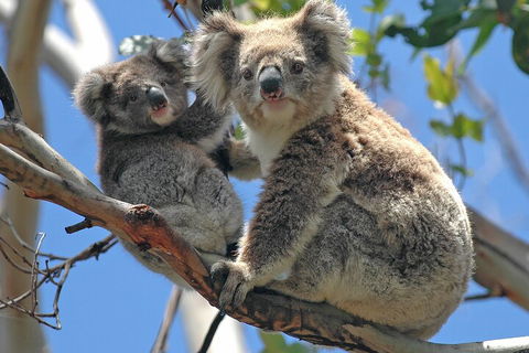Puffing Billy And Healesville Sanctuary Scenic Tour - Accommodation Rockhampton 5
