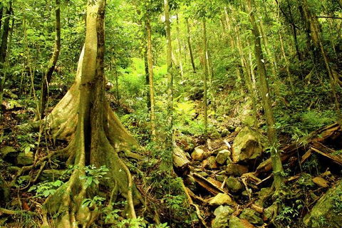 Barron Gorge And Kuranda National Park Half Day Rainforest And Waterfall 4WD Tour From Cairns - Accommodation Rockhampton 4