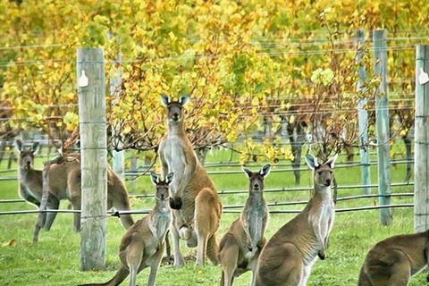 Margaret River Indulge And Discover Day Tour - Accommodation Rockhampton 0