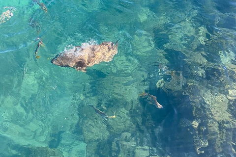 Aquascene Magnetic Island Discovery Tour - Accommodation Rockhampton 1
