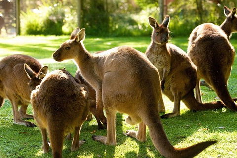 Melbourne City Card (3 Days): Visit Unlimited Attractions! - Accommodation Rockhampton 4