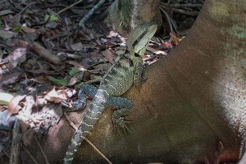 Kiama South Coast Tour With Coastline, Farmlands, Aboriginal Engravings & Lunch - Accommodation Rockhampton 1