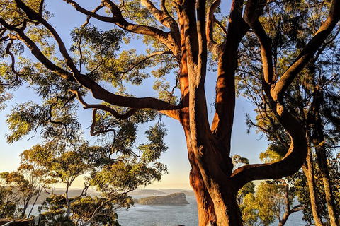 Manly & Sydney's Northern Beaches With 'Personalised Sydney Tours' - Accommodation Rockhampton 4