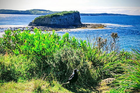 Erupting Blowholes And Ancient Rainforests With 'Personalised Sydney Tours' - Accommodation Rockhampton 3