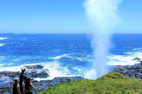 Erupting Blowholes And Ancient Rainforests With 'Personalised Sydney Tours' - Accommodation Rockhampton 5