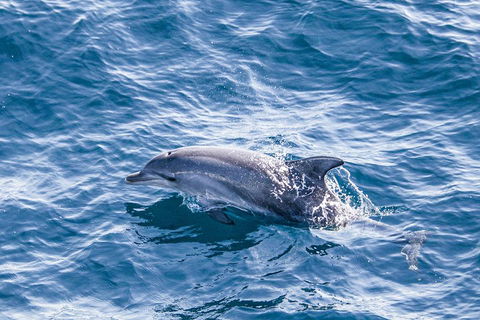 All Inclusive Dolphin And Tangalooma Wrecks Cruise - Accommodation Rockhampton 1