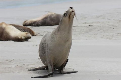 Kangaroo Island Personal Group Tours - Accommodation Rockhampton 4