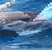 Jervis Bay Dolphin Watch Cruise - Accommodation Rockhampton