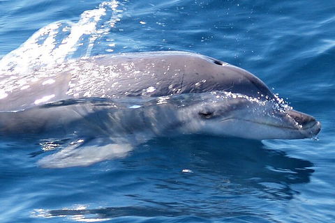 Jervis Bay Dolphin Watch Cruise - Accommodation Rockhampton 0