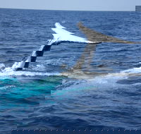 Whale Watching Jervis Bay - Accommodation Rockhampton