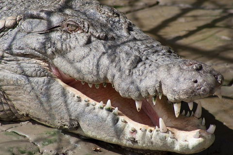 Whitsunday Crocodile Safari Including Lunch - Accommodation Rockhampton 1
