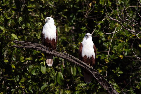Whitsunday Crocodile Safari Including Lunch - Accommodation Rockhampton 2