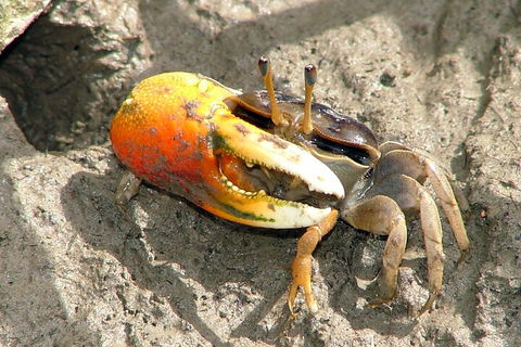 Whitsunday Crocodile Safari Including Lunch - Accommodation Rockhampton 3