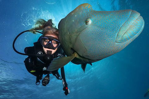 Great Barrier Reef Snorkeling And Diving Cruise From Cairns - Accommodation Rockhampton 0