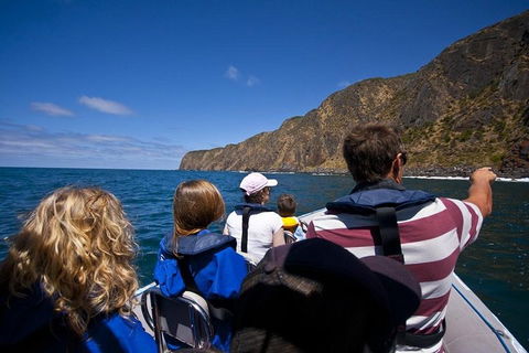 Seal Island Boat Tour From Victor Harbor - Accommodation Rockhampton 0