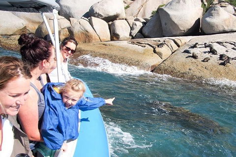 Seal Island Boat Tour From Victor Harbor - Accommodation Rockhampton 4