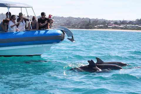 Seal Island Boat Tour From Victor Harbor - Accommodation Rockhampton 5