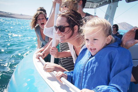 Southern Ocean Adventure From Victor Harbor - Accommodation Rockhampton 4