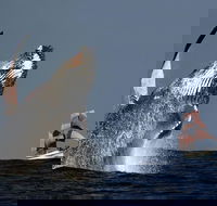 Sydney Harbour Tall Ship Whale  Sail - Whale Watching Cruise - Accommodation Rockhampton