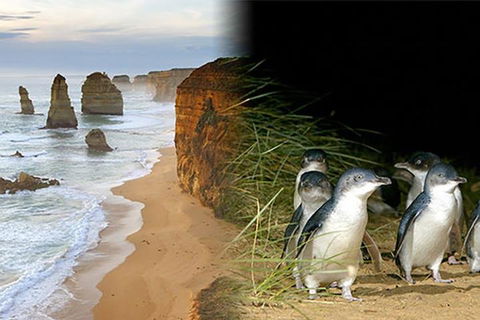Melbourne Super Saver: Great Ocean Road + Phillip Island + Attraction Pass - Accommodation Rockhampton 0